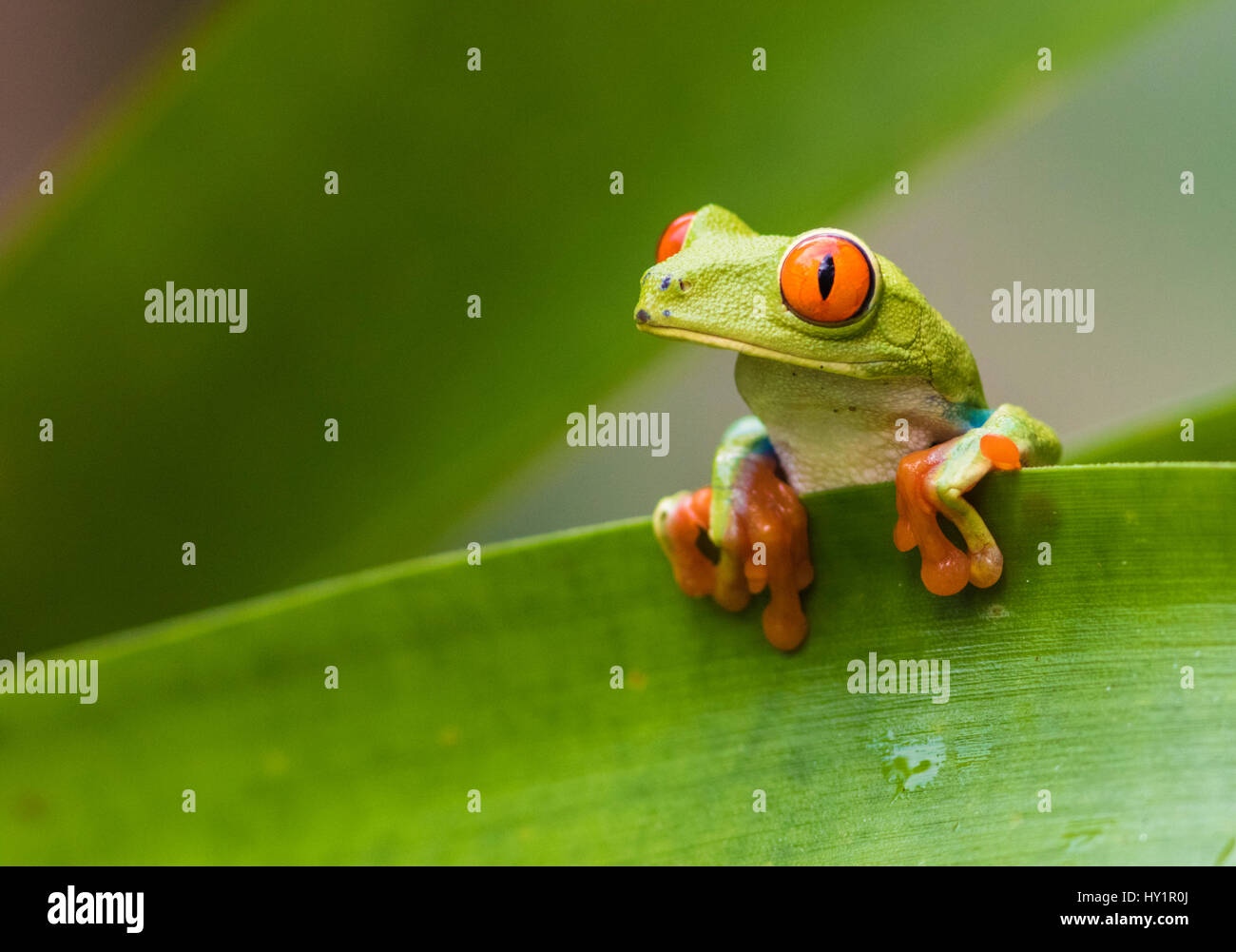 Red-eyed tree frog, Agalychnis callidryas, climbing on a leaf, looking to the side, Laguna del Lagarto, Boca Tapada, San Carlos, Costa Rica Stock Photo