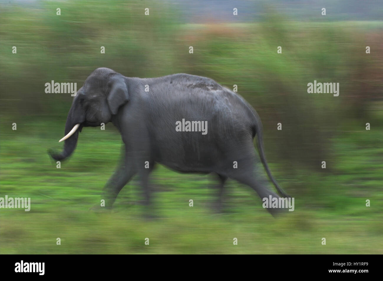 Wild Indian Elephant (Elephas maximus) running. Kaziranga National Park, Assam, India. Endangered species. Stock Photo