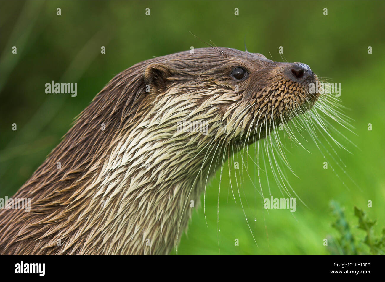 Are Otters Canines