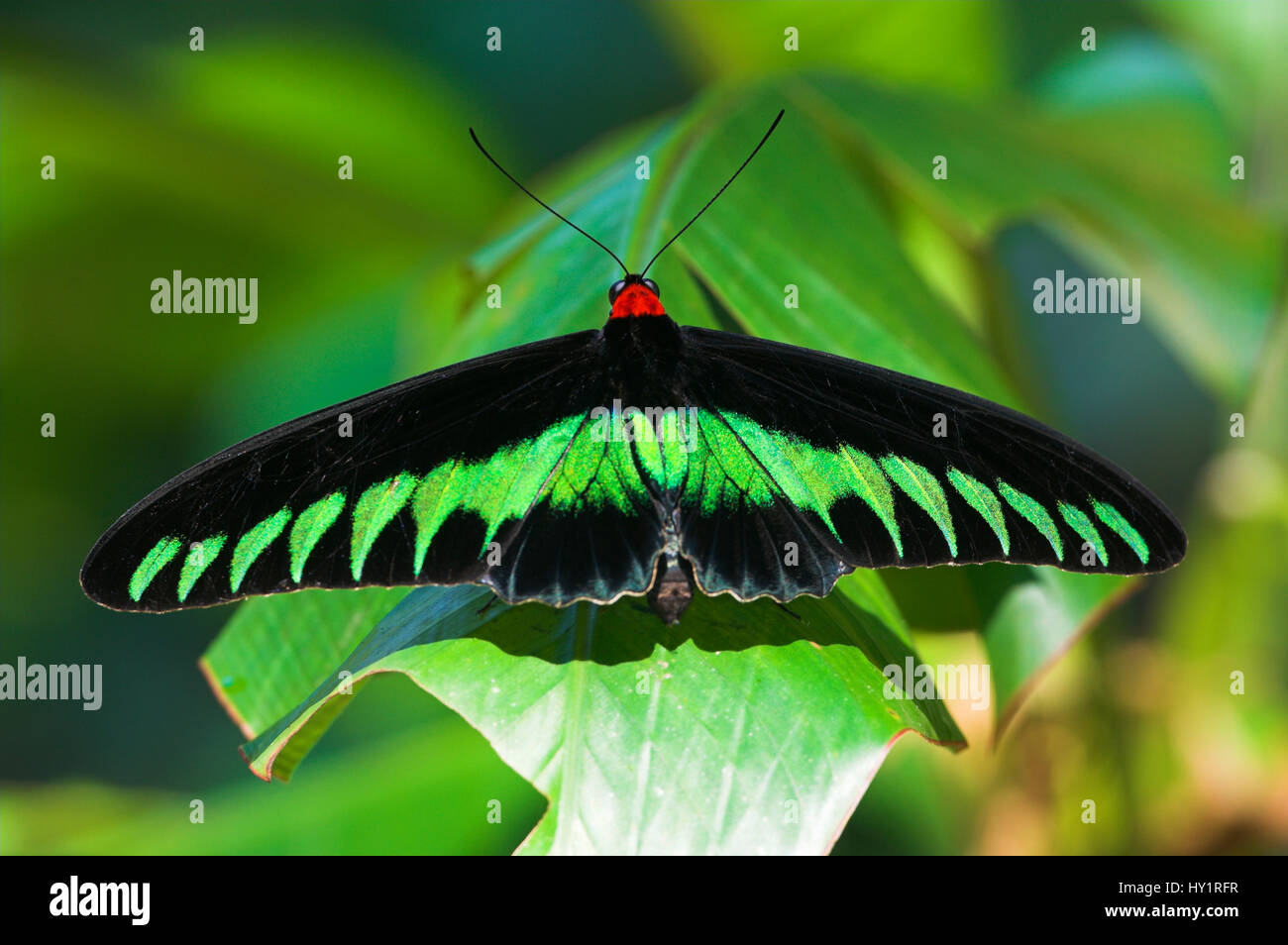 Adult male Rajah Brooke's Birdwing butterfly (Trogonoptera brookiana ...