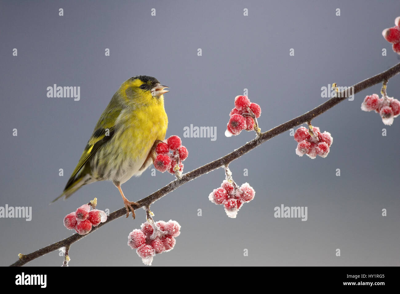 Siskin (Carduelis spinus) male perched on frosted Cotoneaster branch, Scotland, UK. Stock Photo