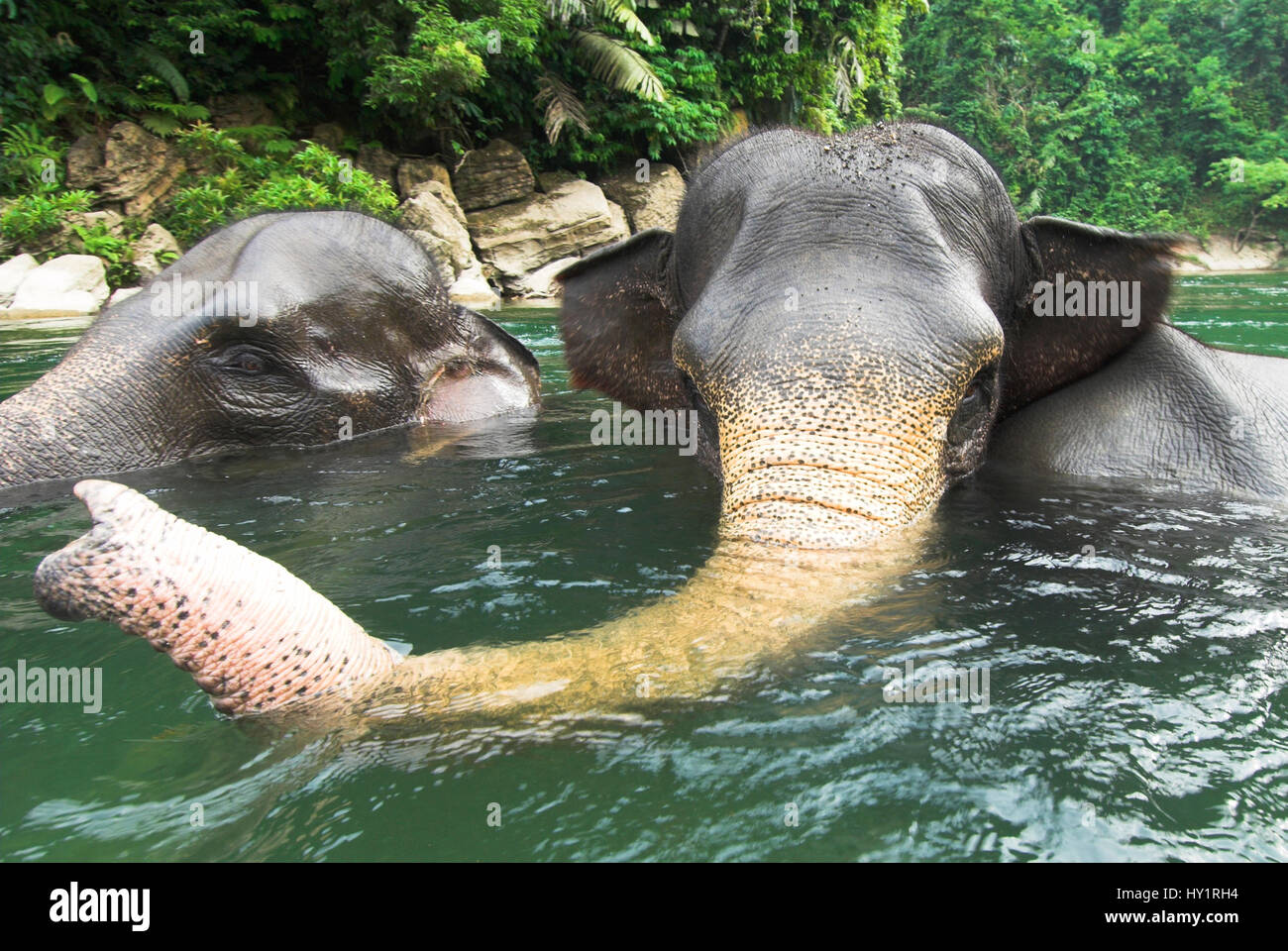 Sumatran forest elephants (Elephas maximus sumatranus) bathing. Gunung Leuser National Park, Sumatra, Indonesia. Endangered species. Stock Photo