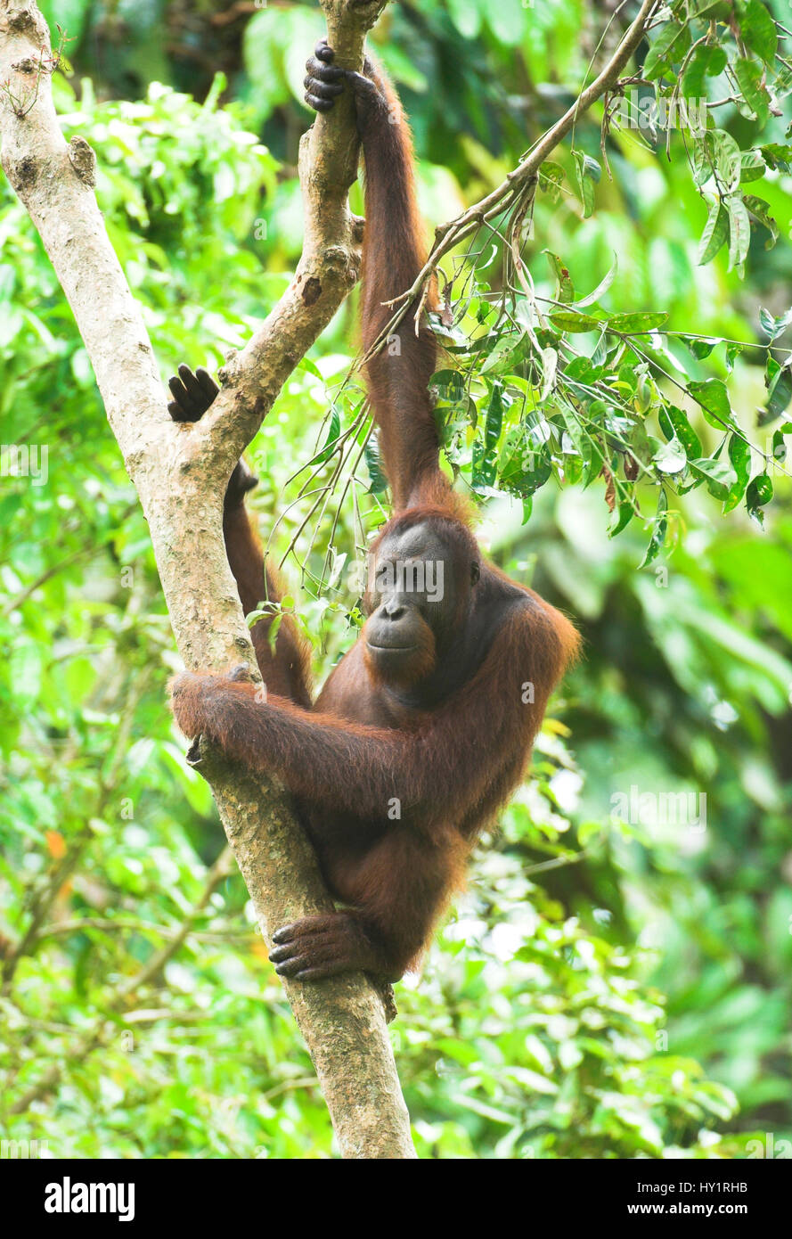 Orang-utan (Pongo pygmaeus) male in forest canopy. Danum Valley, Sabah, Borneo. Endangered species. Stock Photo