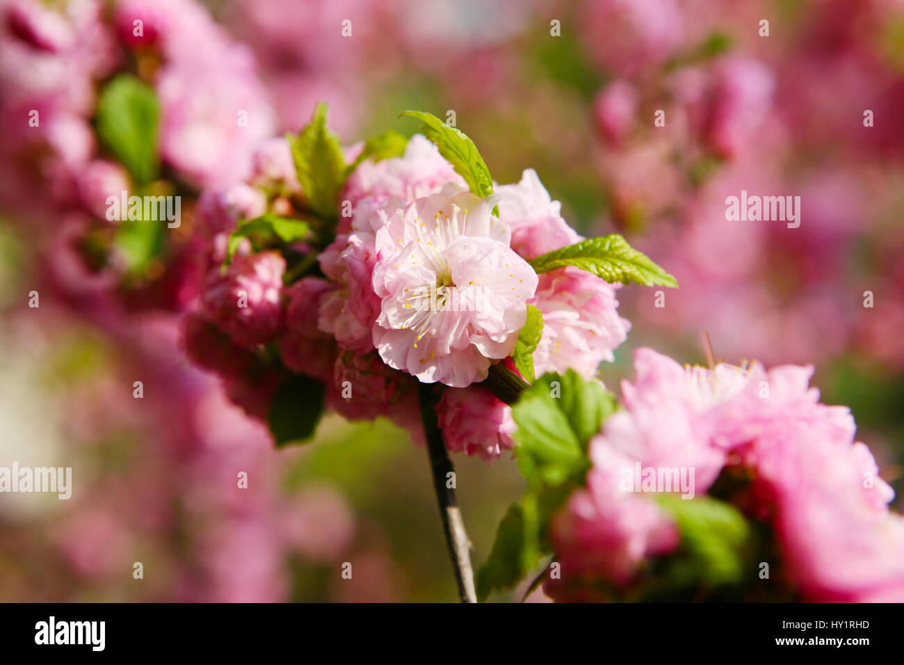 Blooming Japanese plum (Prunus mume Stock Photo - Alamy