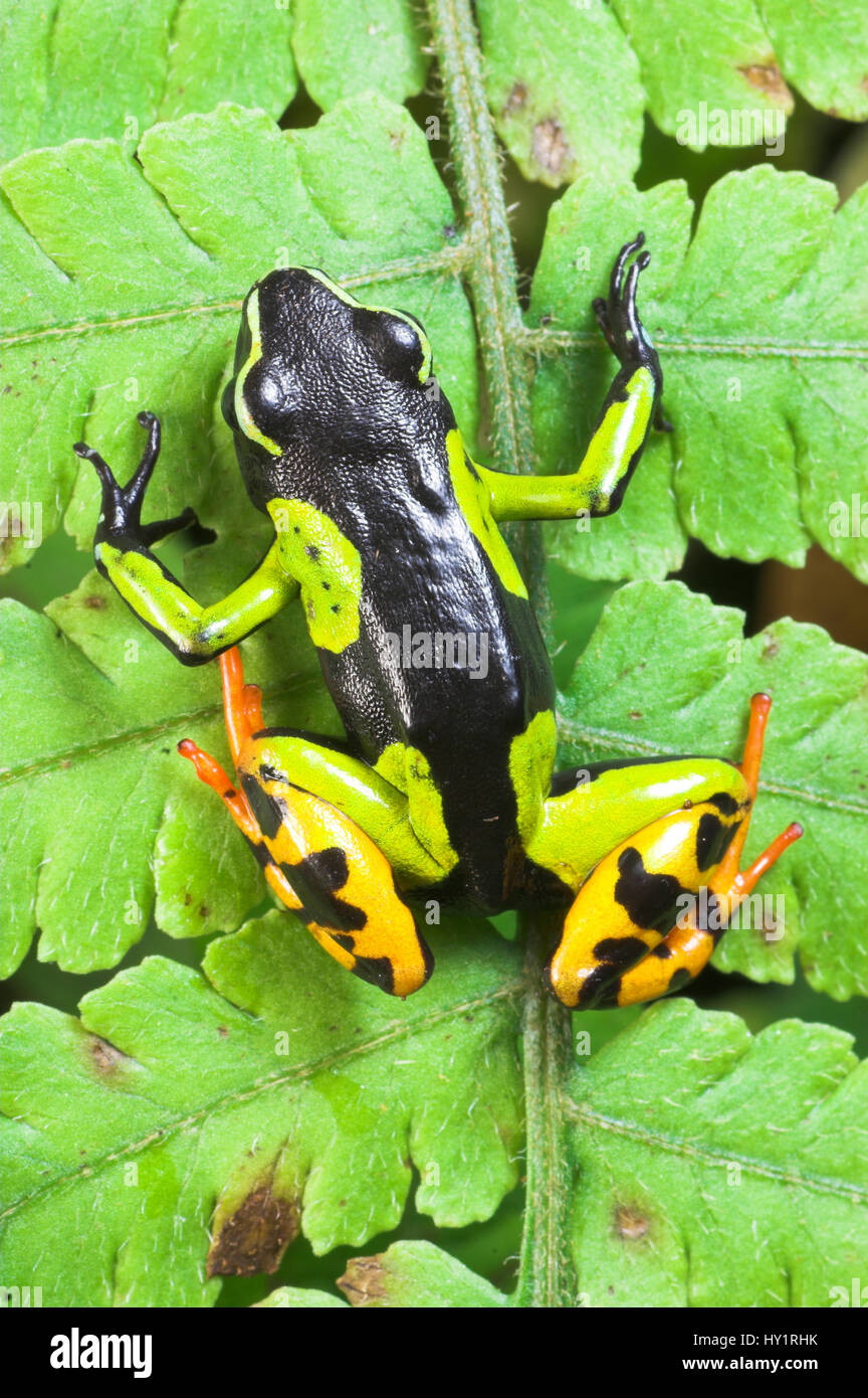 Painted Mantella frog (Mantella madagascariensis) Andasibe-Mantadia National Park, Eastern Madagascar. Stock Photo