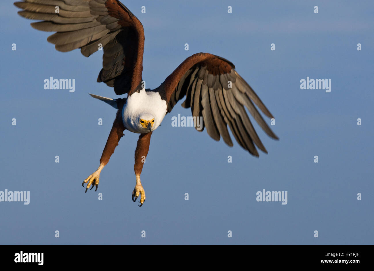Flight botswana hi-res stock photography and images - Alamy