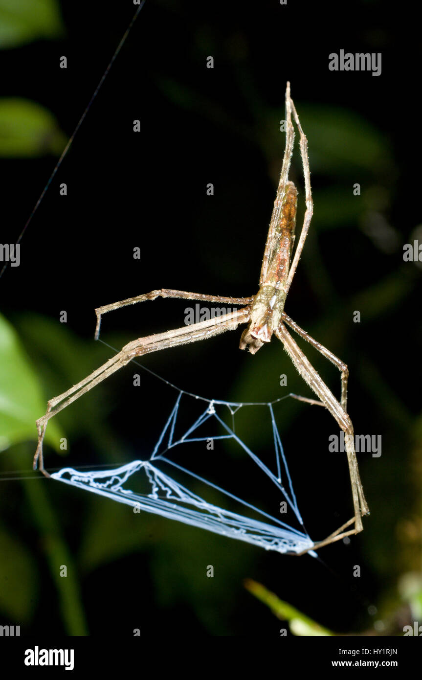 Net casting spider (Deinopis sp) lying in ambush. Ranomafana National Park, SE Madagascar. Stock Photo