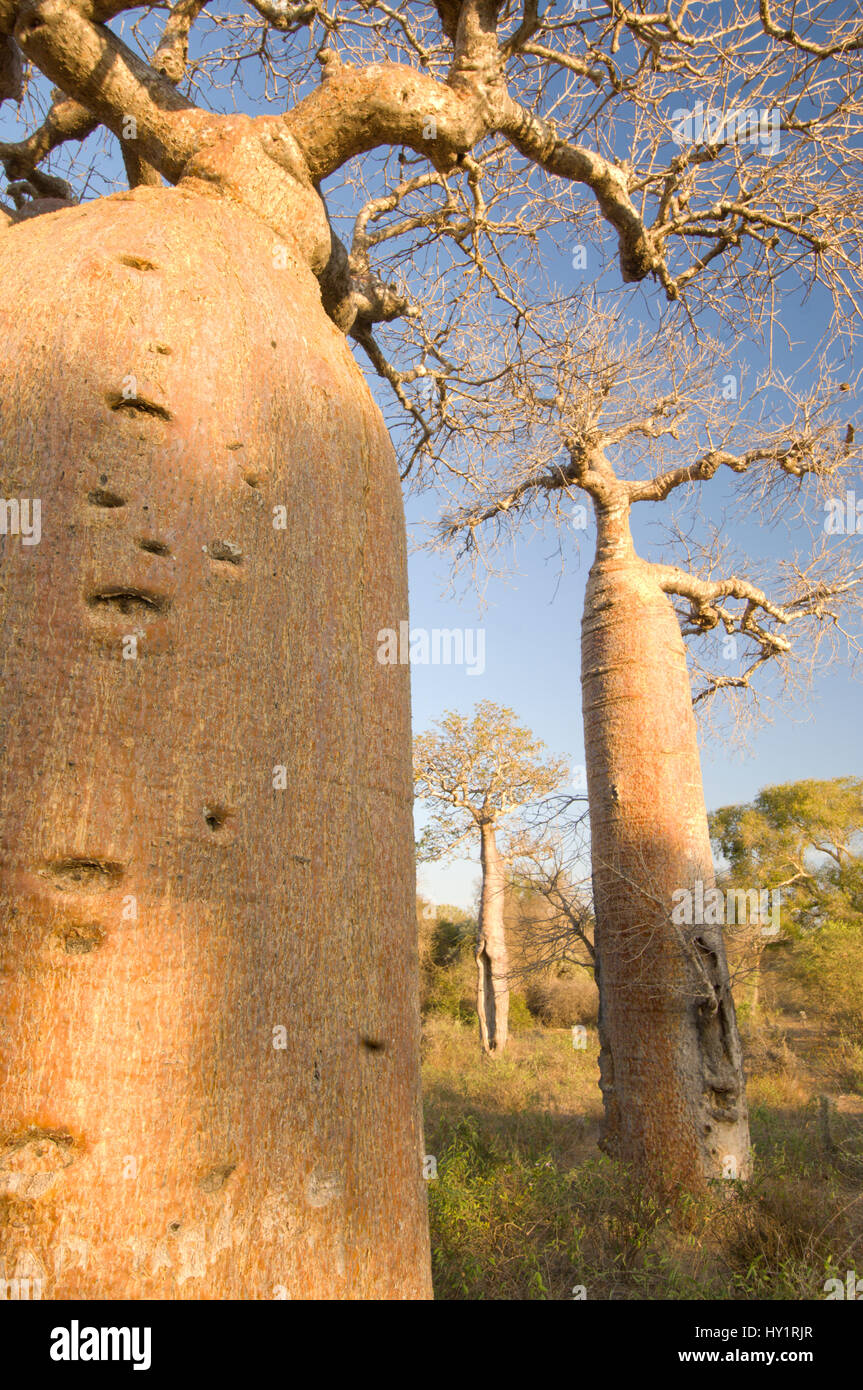 Bottle Baobab tree (Adansonia rubrostipa) in Ifaty Spiny Forest, SW Madagascar. Stock Photo