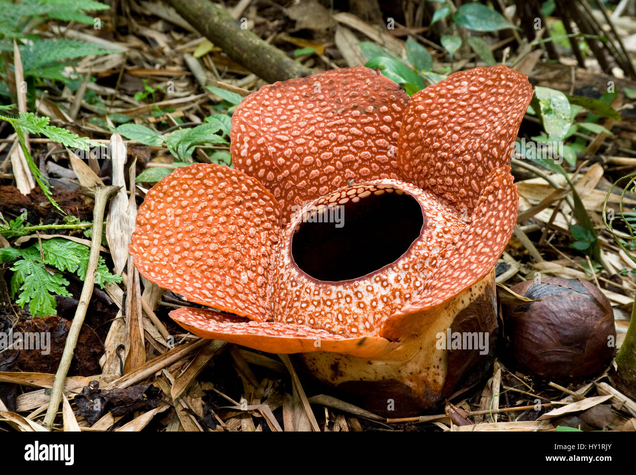 Rafflesia flower (Rafflesia keithii) (about 3 days) with unopened buds. Lower slopes of Mount Kinabalu, near Poring Hot Springs, Kinabalu National Park, Sabah, Borneo, Malaysia. Stock Photo