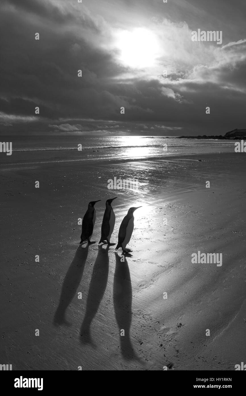 King penguin (Aptenodytes patagonicus) three walking from sea back to colony at sunrise, Falkland Islands. Stock Photo