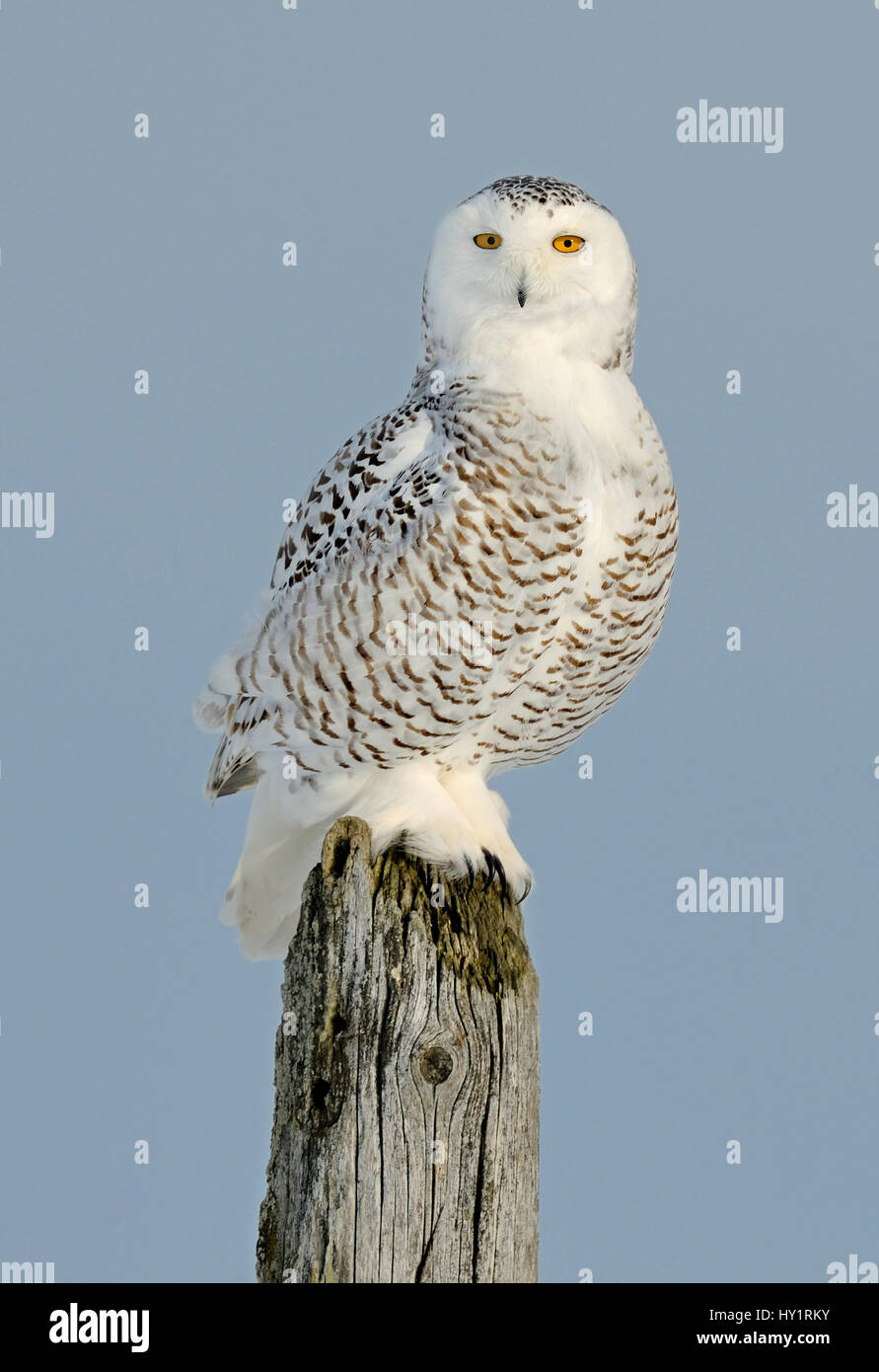 Snowy owl (Bubo scandiaca) perched on post, Canada. Stock Photo