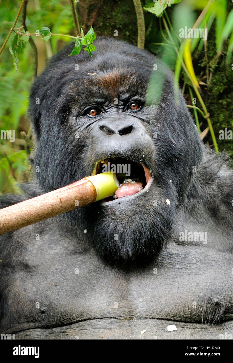 Mountain gorilla (Gorilla beringei beringei) silverback male feeding on  bamboo shoots, Volcanoes National Park, Virunga mountains, Rwanda. Note - if gorillas eat an excess of bamboo shoots they can become intoxicated. Endangered species. Stock Photo