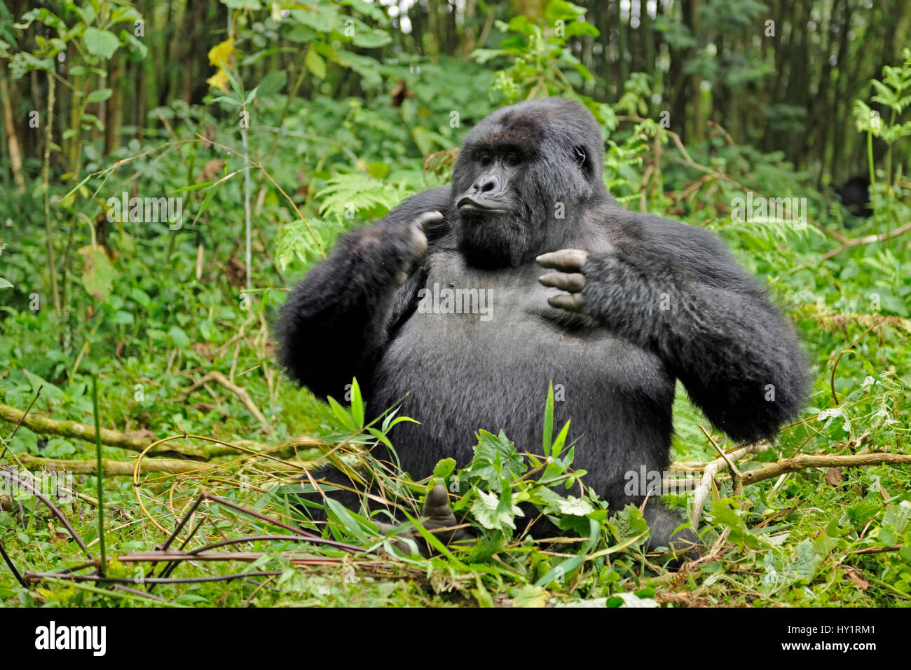 Mountain gorilla (Gorilla beringei beringei) silverback male playing in habitat, drunk on bamboo shoots, Volcanoes National Park, Virunga mountains, Rwanda. Note - if gorillas eat an excess of bamboo shoots they can become intoxicated. Endangered spec Stock Photo