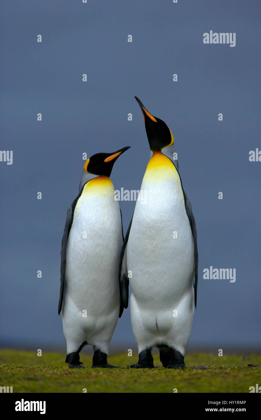 King penguin (Aptenodytes patagonicus) male and female, courtship