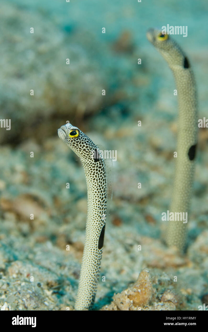 Spotted garden eels (Heteroconger hassi) Indopacific Stock Photo Alamy
