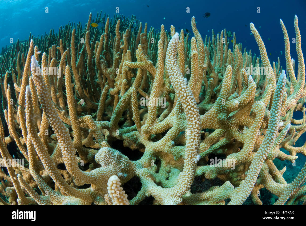 Staghorn corals (Acropora cervicornis). Indo-pacific. Stock Photo