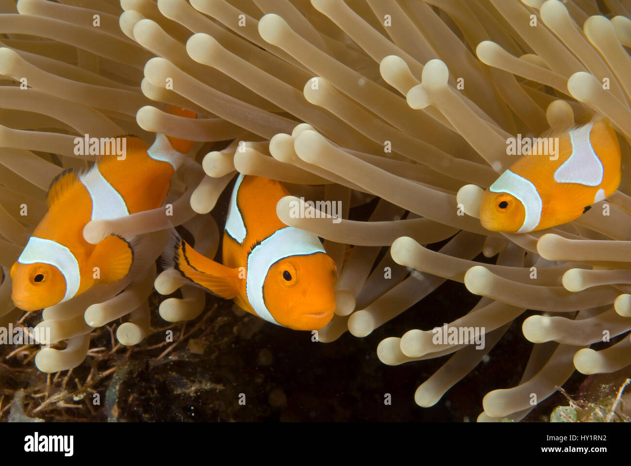Clown anemonefish (Amphiprion percula) amongst anemone tentacles, Indo-pacific. Stock Photo