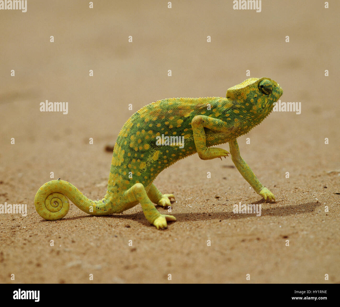 Graceful chameleon (Chamaeleo gracilis) lifting front leg to keep it cool, Africa. Stock Photo