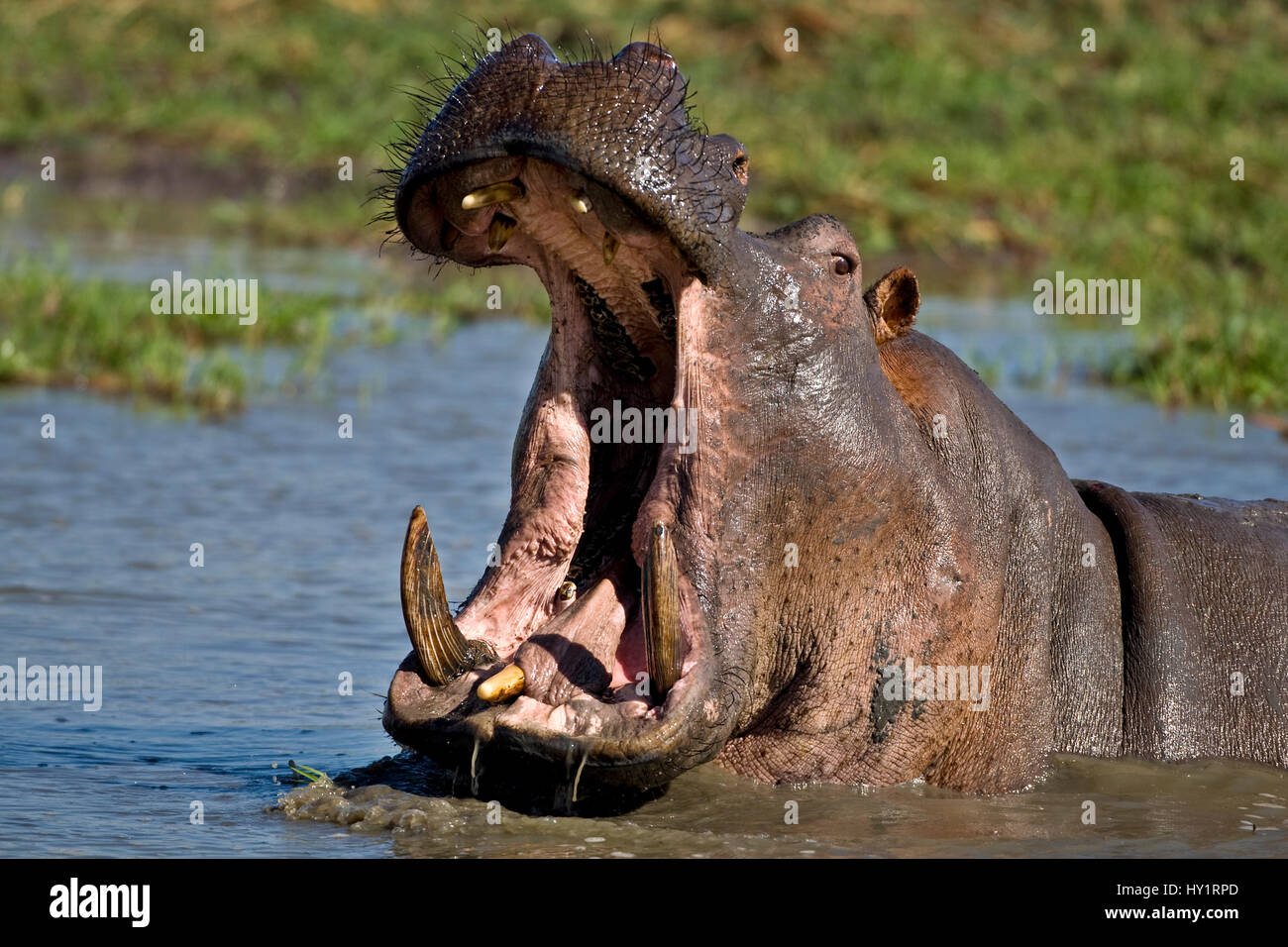 Hippopotamus (Hippopotamus amphibius) aggressive threat display. Katavi National Park, Tanzania. Stock Photo
