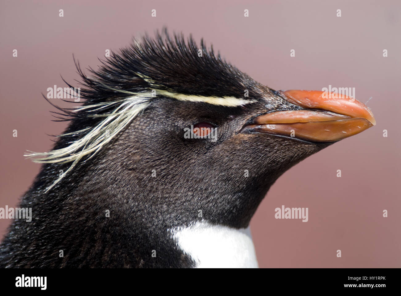 Rockhopper penguin (Eudyptes chrysocome / crestatus) head profile portrait. Penguin Island, Ria de Puerto Deseado Nature Reserve, Santa Cruz Province, Patagonia, Argentina. December. Stock Photo