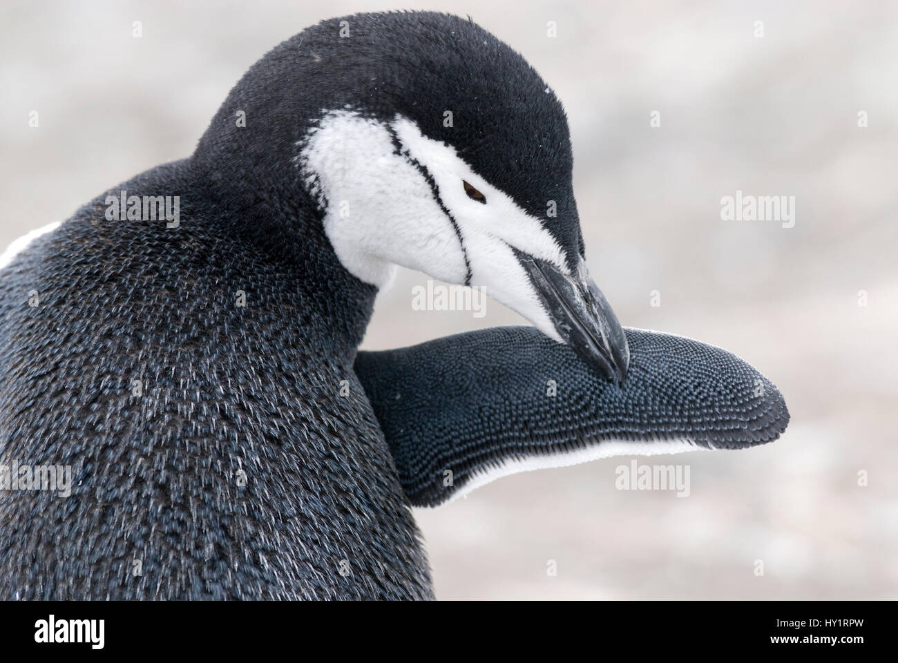 Chinstrap / Bearded penguin (Pygoscelis antarctica) grooming. Half Moon Island, Moon Bay, Livingston Island, Macfarlane Strait, South Shetland Island, Antarctic Peninsula, Antarctica. February. Stock Photo
