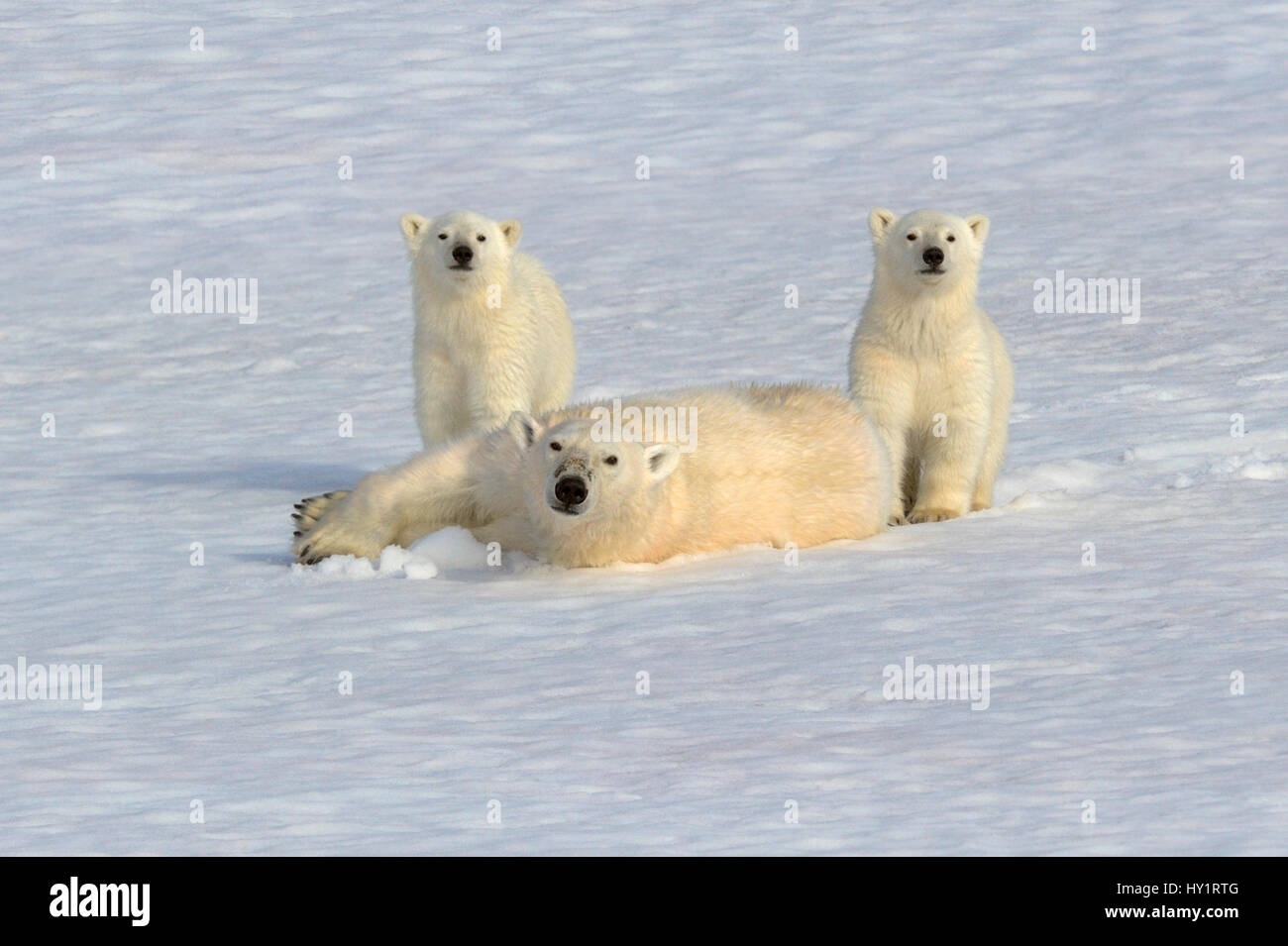 Polar bear (Ursus maritimus) mother rolling in snow with new year cubs, 6 months,  Svalbard, Norway. July 2007.  Endangered species. Stock Photo