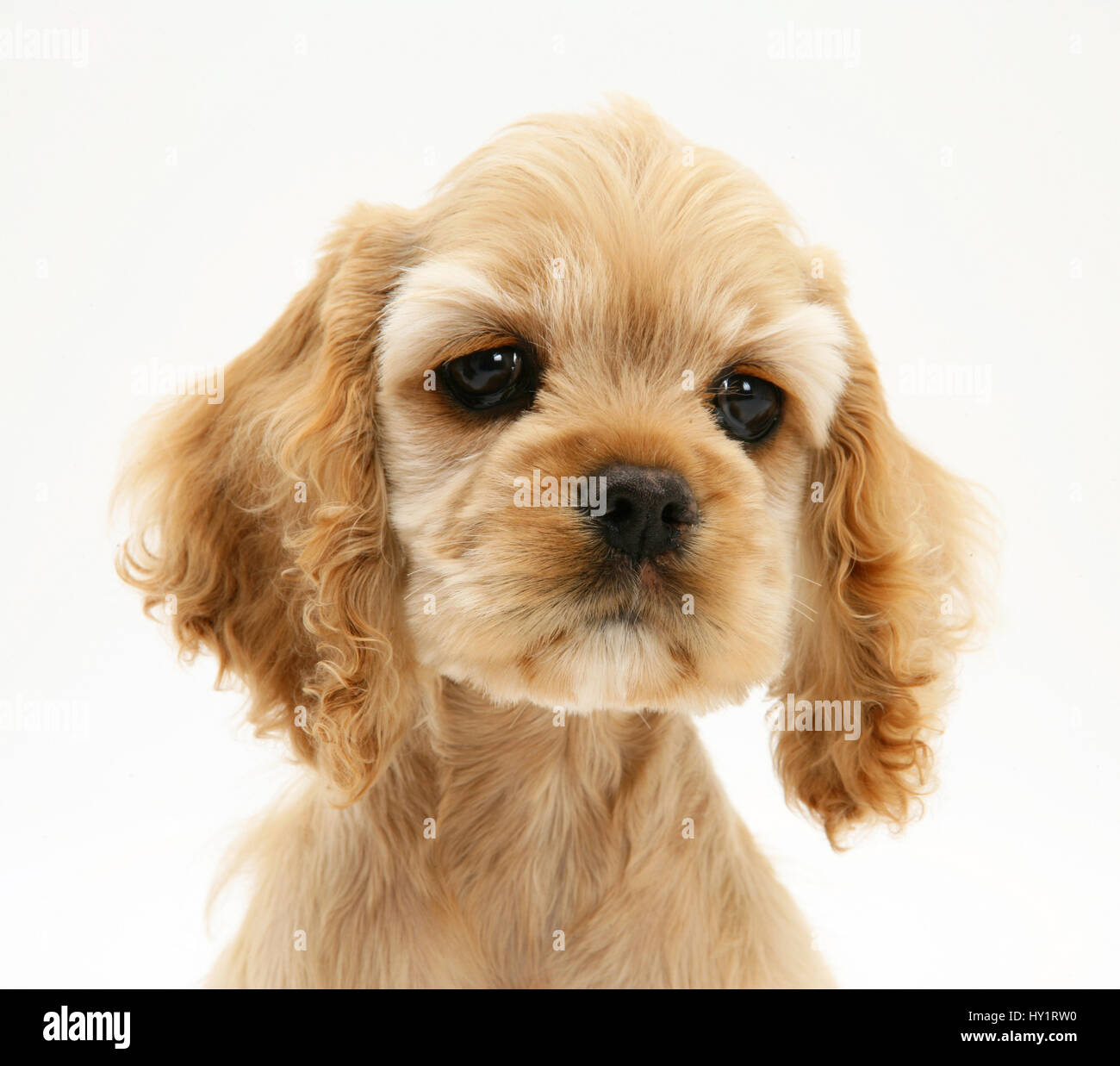 Buff cocker store spaniel puppy