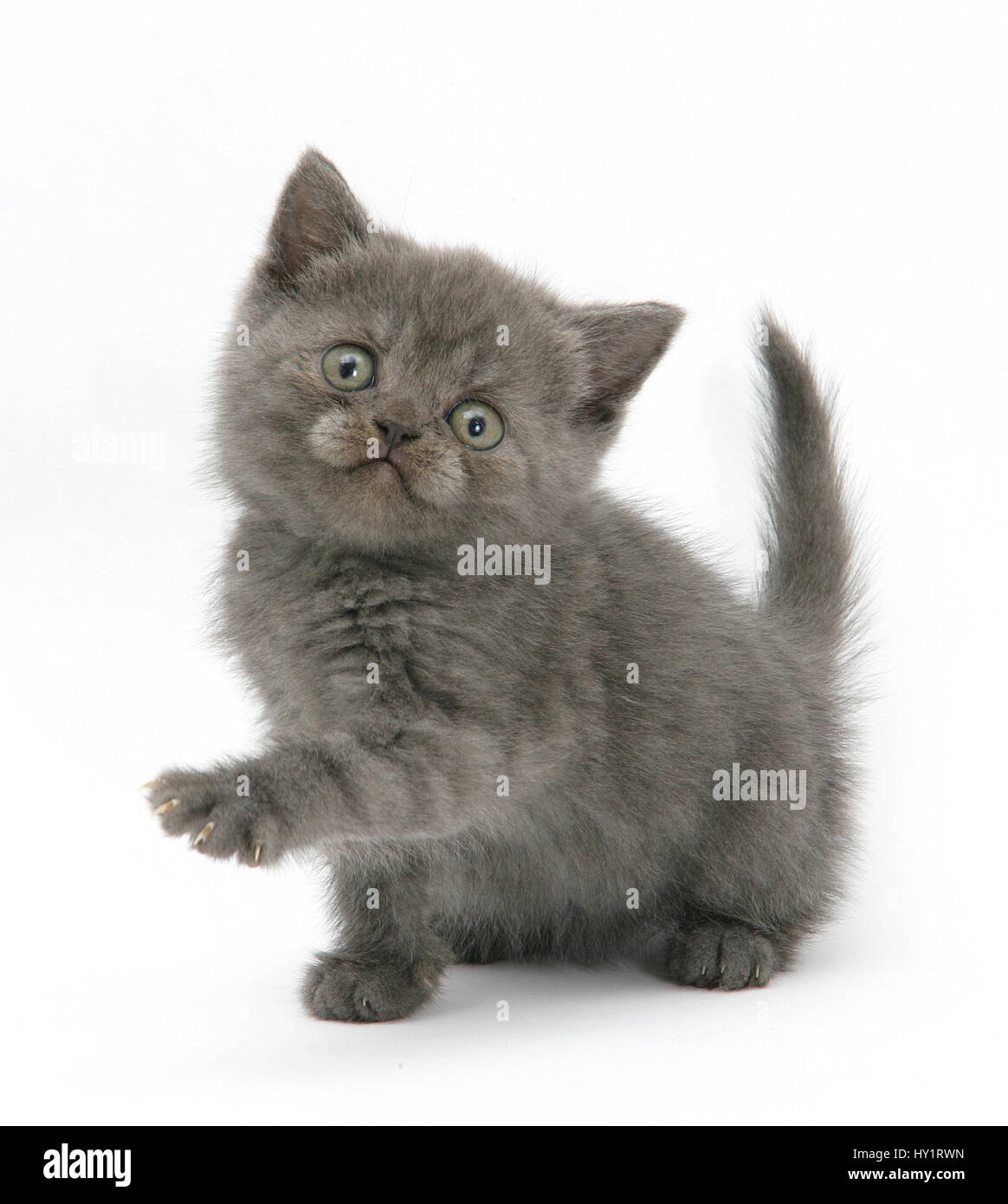 Grey kitten holding out paw. Stock Photo