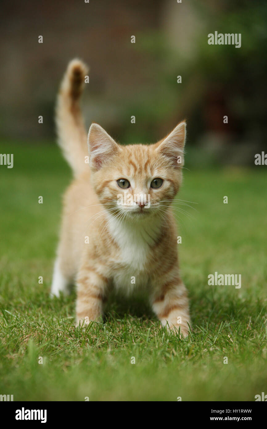 Ginger kitten walking on lawn Stock Photo Alamy