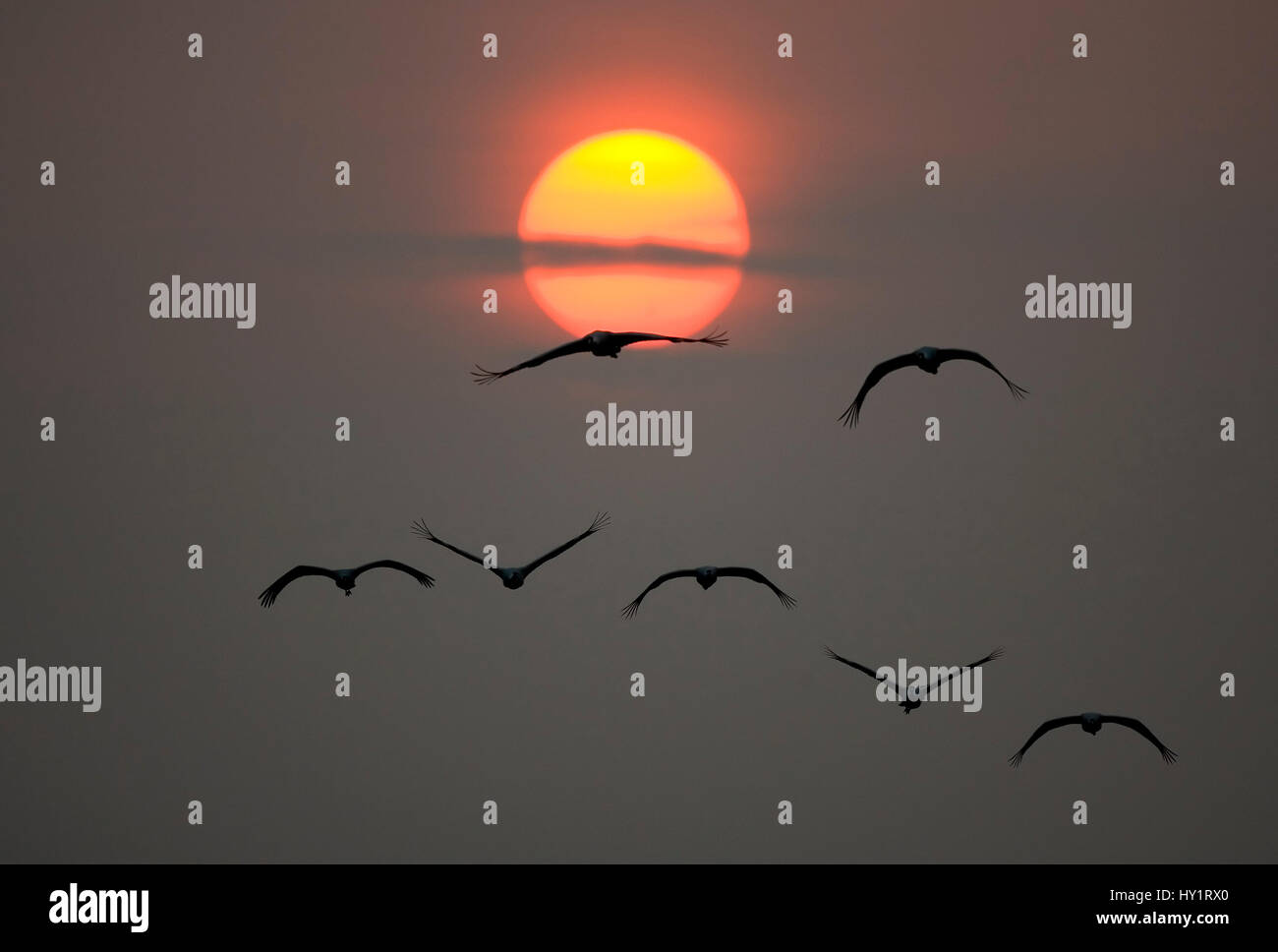 Common cranes (Grus grus) flying in silhouette against sunset, Hornborga, Vastergotland, Sweden. April. Stock Photo