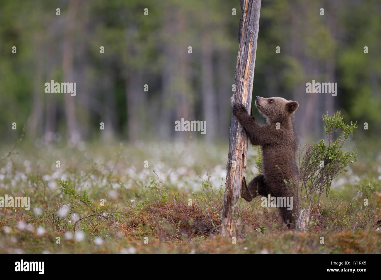 European brown bear (Ursus arctos) cub climbing tree, Finland, June. Stock Photo