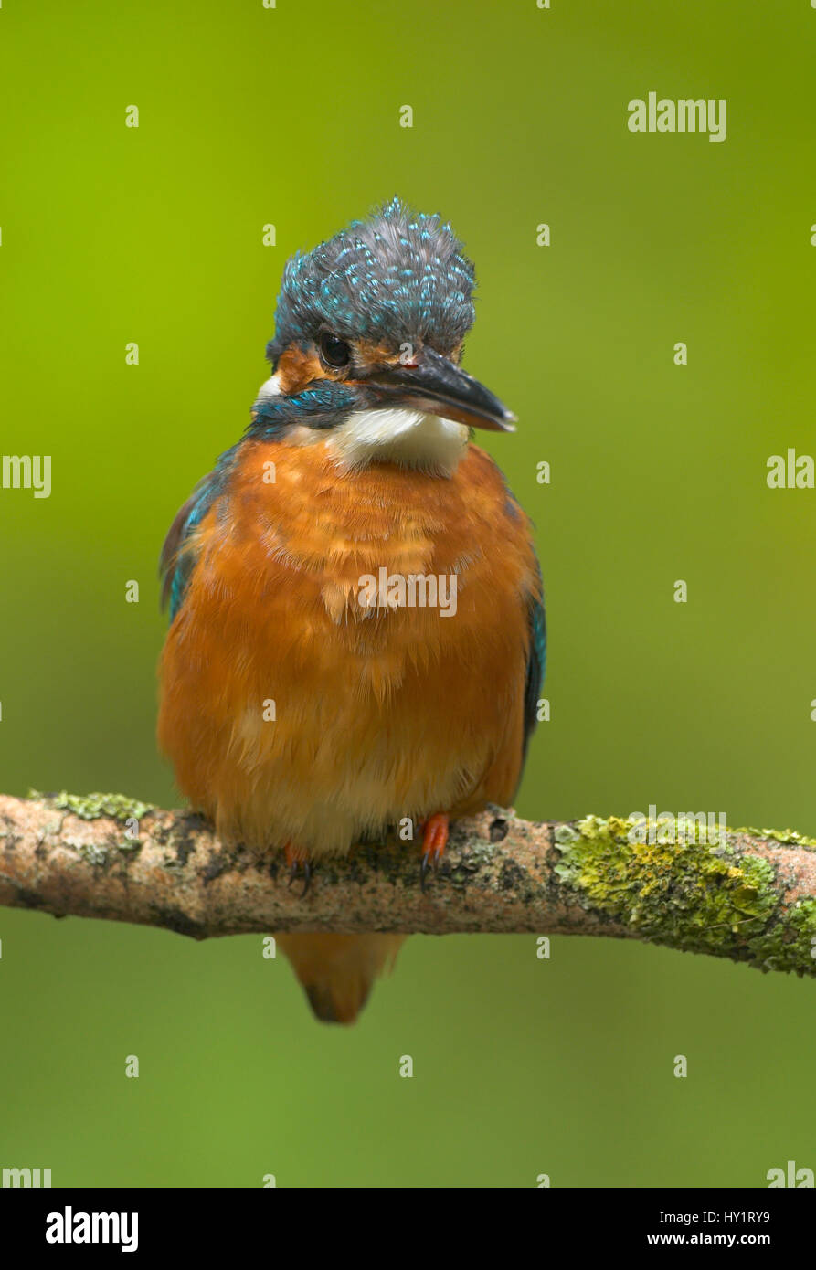 Common kingfisher (Alcedo atthis) perched on branch, with head feathers raised, UK. Stock Photo
