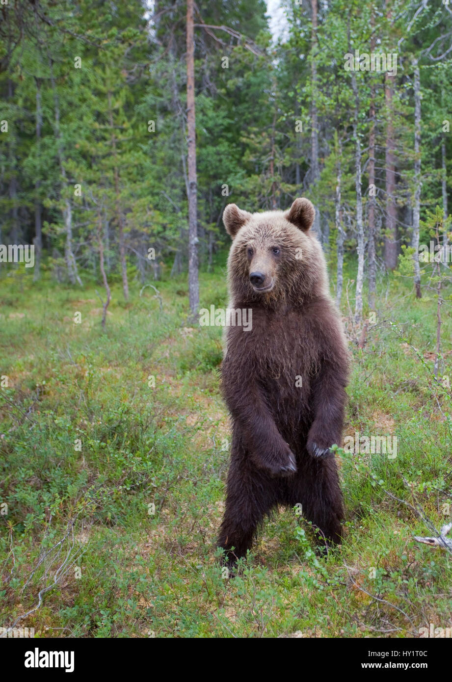 RF- European brown bear (Ursus arctos) standing on rear legs, Kuhmo, Finland, July 2009. Stock Photo