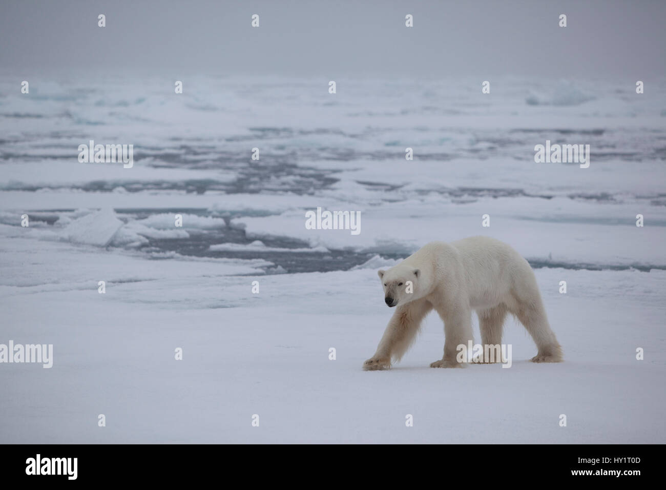 RF- Polar bear (Ursus maritimus) on ice floe, Svalbard, Norway, September 2009. Endangered species. Stock Photo