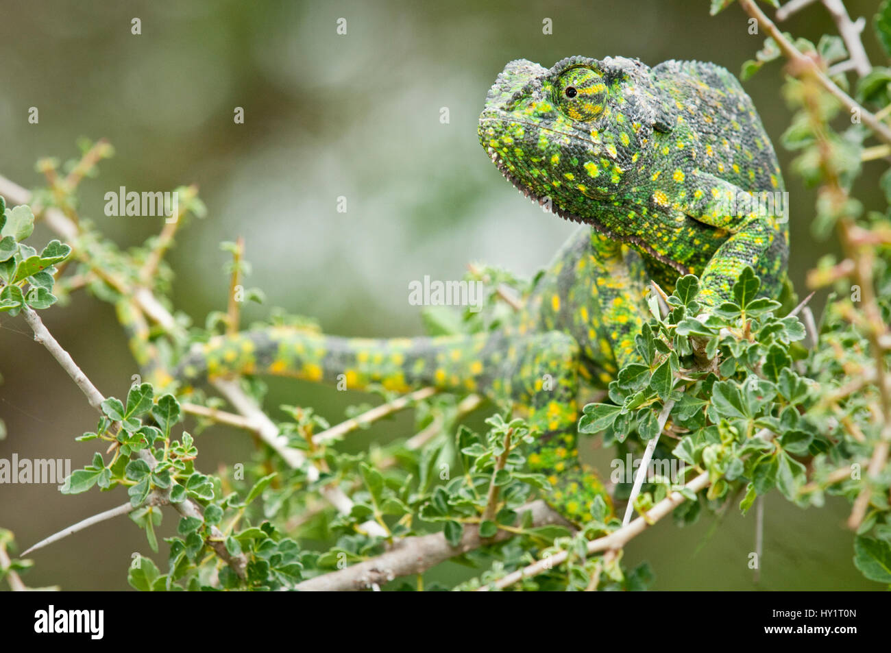 Adult Flap-necked Chameleon (Chamaeleo dilepis). Ndutu Safari Lodge, Ngorongoro Conservation Area, Tanzania. February. Stock Photo