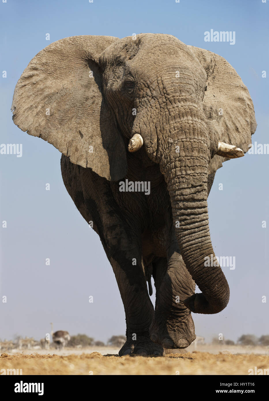 African elephant (Loxodonta africana) at waterhole, Etosha National Park, Namibia, August. Endangered species. Stock Photo