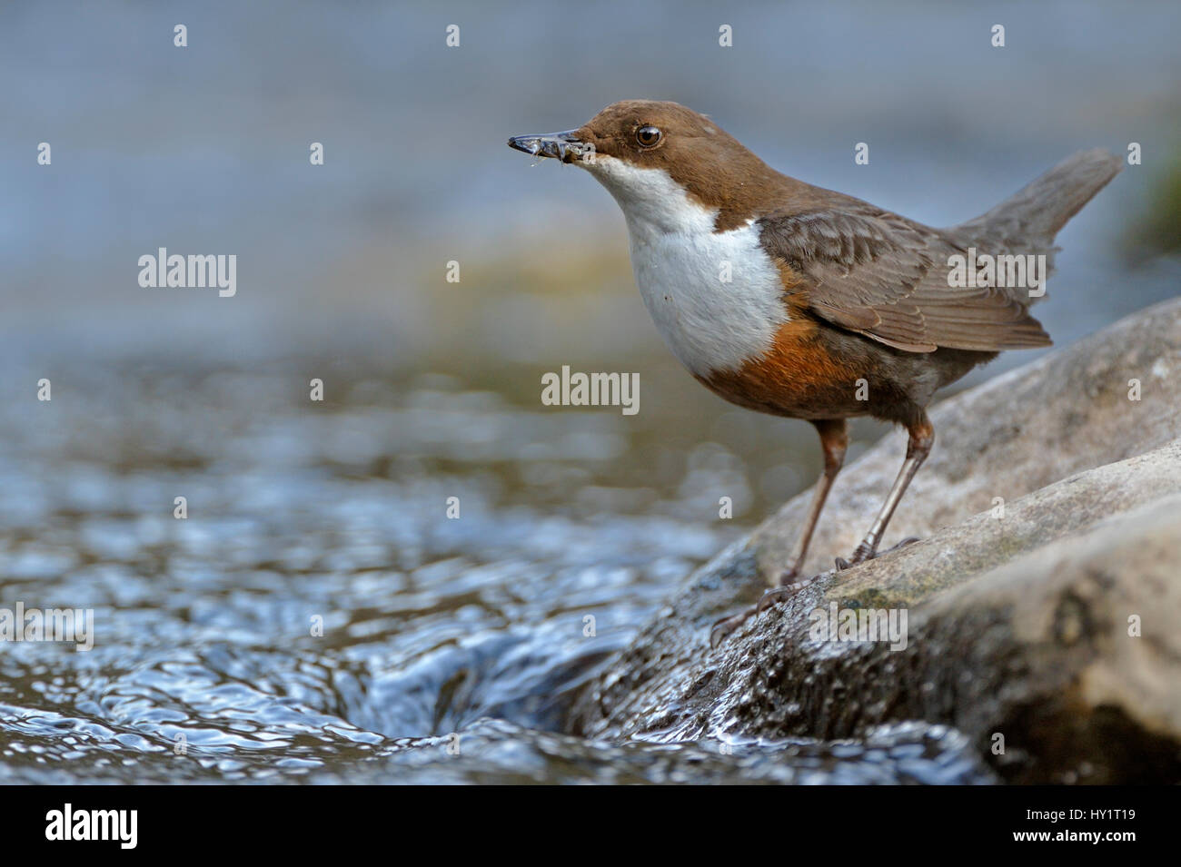 Dipper (Cinclus cinclus) portrait, standing on exposed stone in fast flowing river, with insect prey in beak for chicks. Brecon Beacons National Park, Wales, UK. Stock Photo