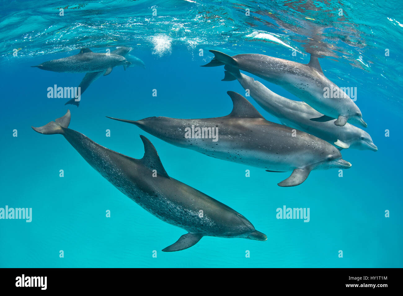 Pod of Atlantic spotted dolphins (Stenella frontalis) over shallow sand bank accompanied by larger Bottlenosed dolphin (Tursiops truncatus). Sandy Ridge, Little Bahama Bank, Bahamas. Tropical West Atlantic Ocean. Stock Photo