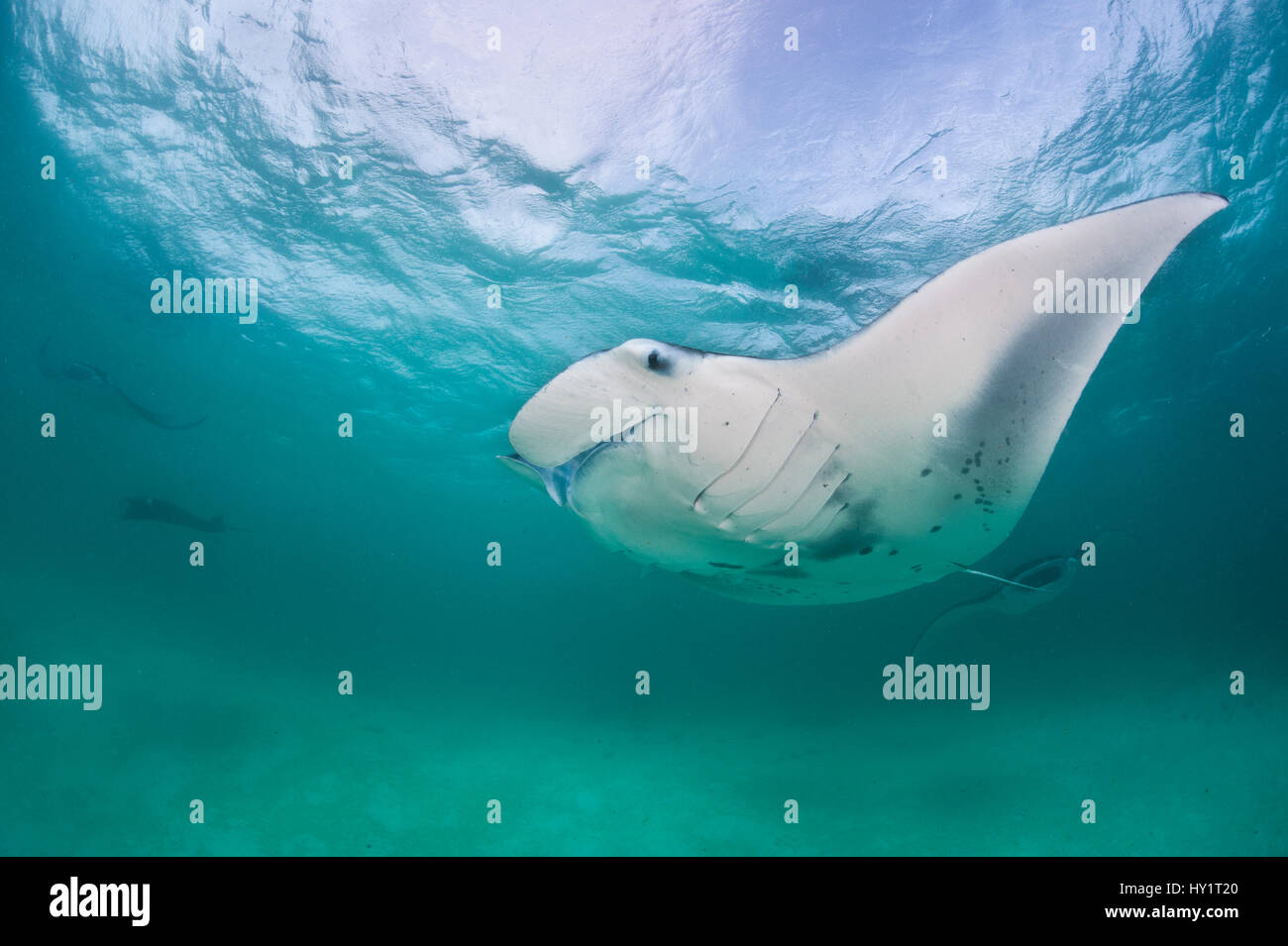 Manta ray (Manta birostris) feeding on plankton in a shallow lagoon. Hanifaru Lagoon, Baa Atoll, Maldives. Indian Ocean. Stock Photo