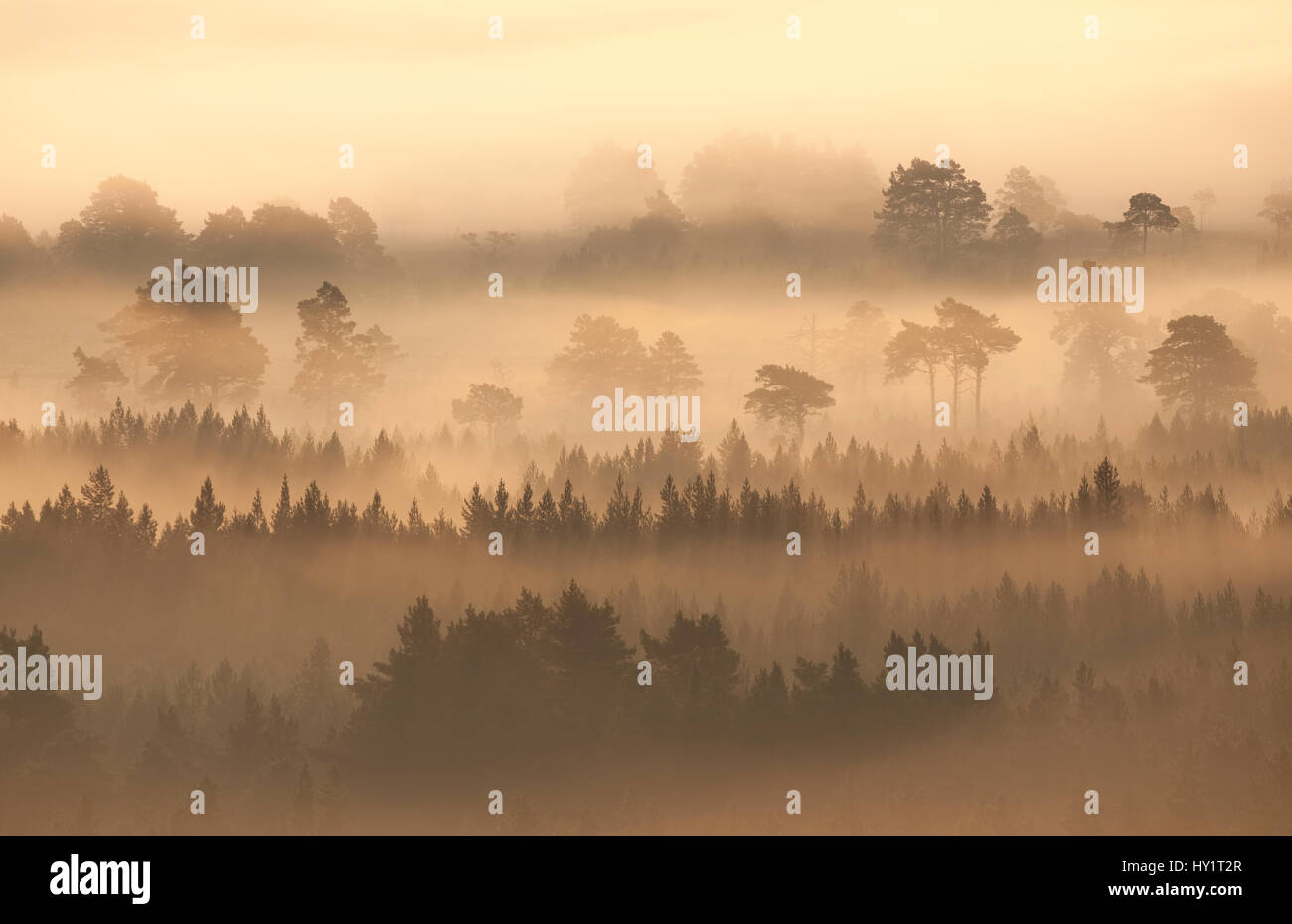 Native pine forest silhouetted in dawn mist. Scotland, UK, 2009. Stock Photo