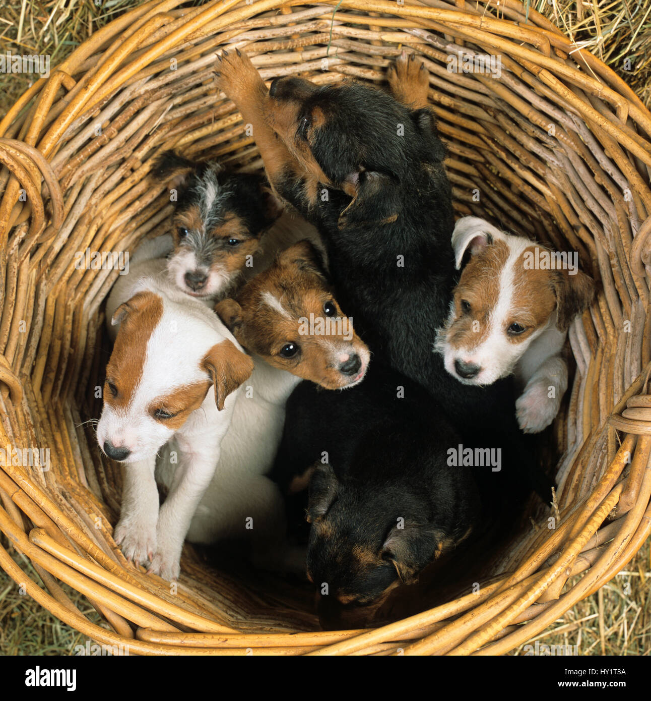 Jack Russell Terrier Storage Basket Jack Russell Terrier Storage Basket