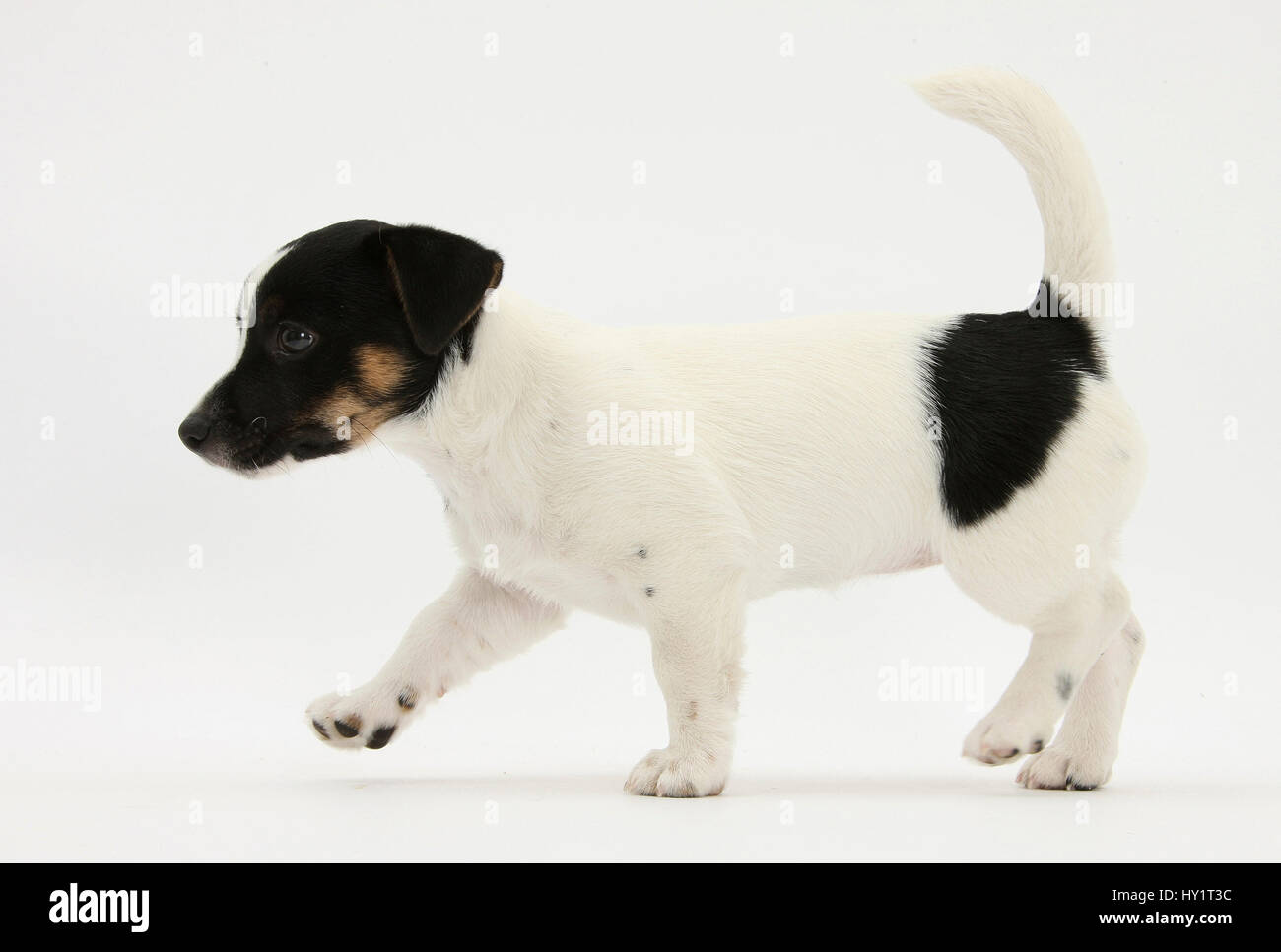 Smooth coated black and white, Jack Russell Terrier puppy, aged 9 weeks, walking Stock Photo Alamy