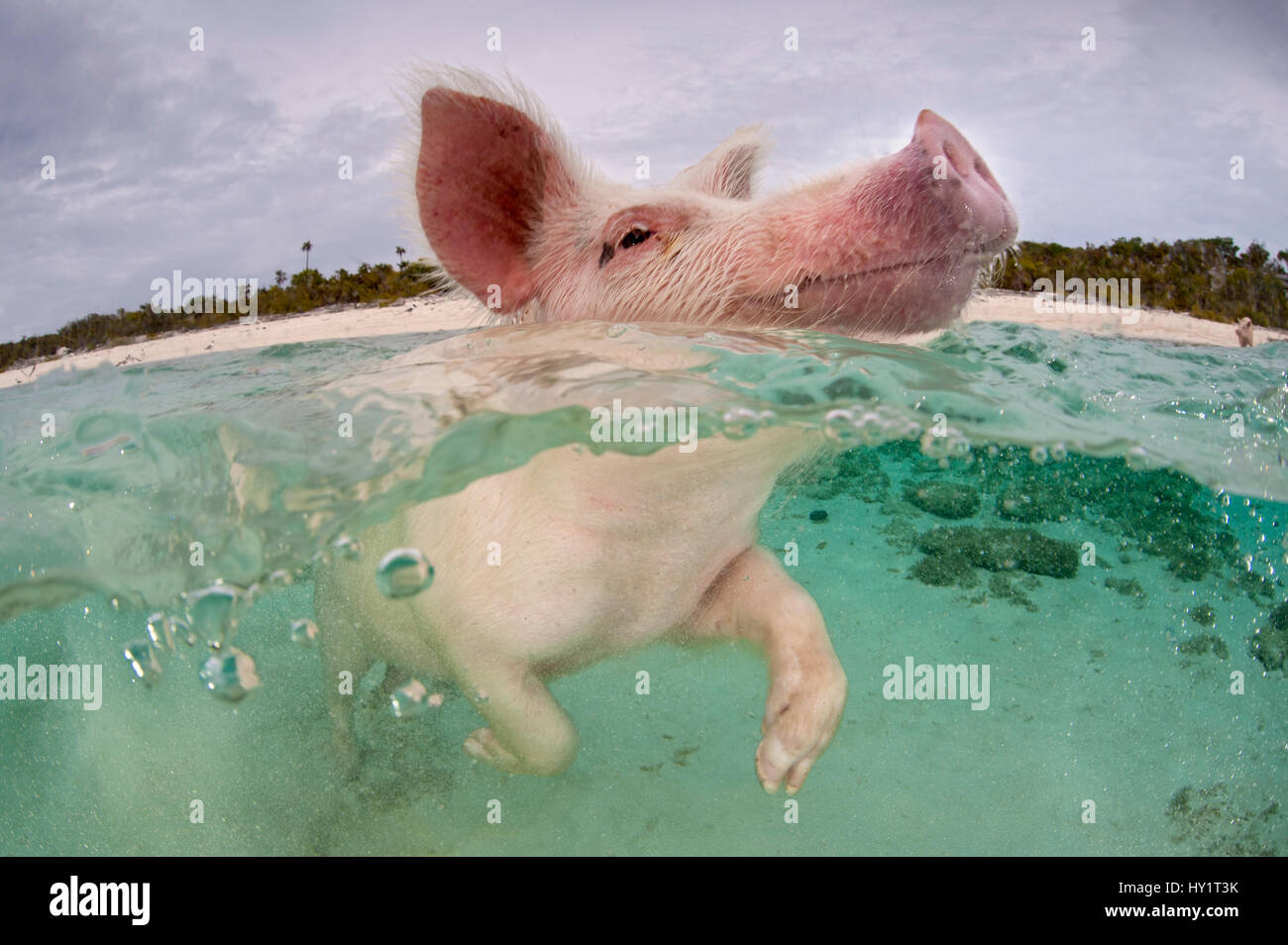 Domestic pig (Sus domestica) swimming in sea. Exuma Cays, Bahamas. Tropical West Atlantic Ocean. This family of pigs live on this beach in the Bahamas and enjoy swimming in the sea. Stock Photo