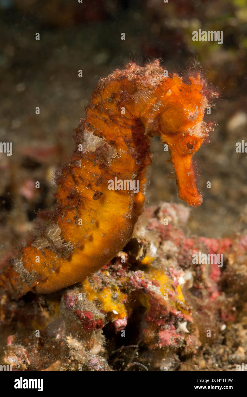 Estuary / Spotted seahorse (Hippocampus kuda) in the rubble. Lembeh Strait, North Sulawesi, Indonesia. Stock Photo