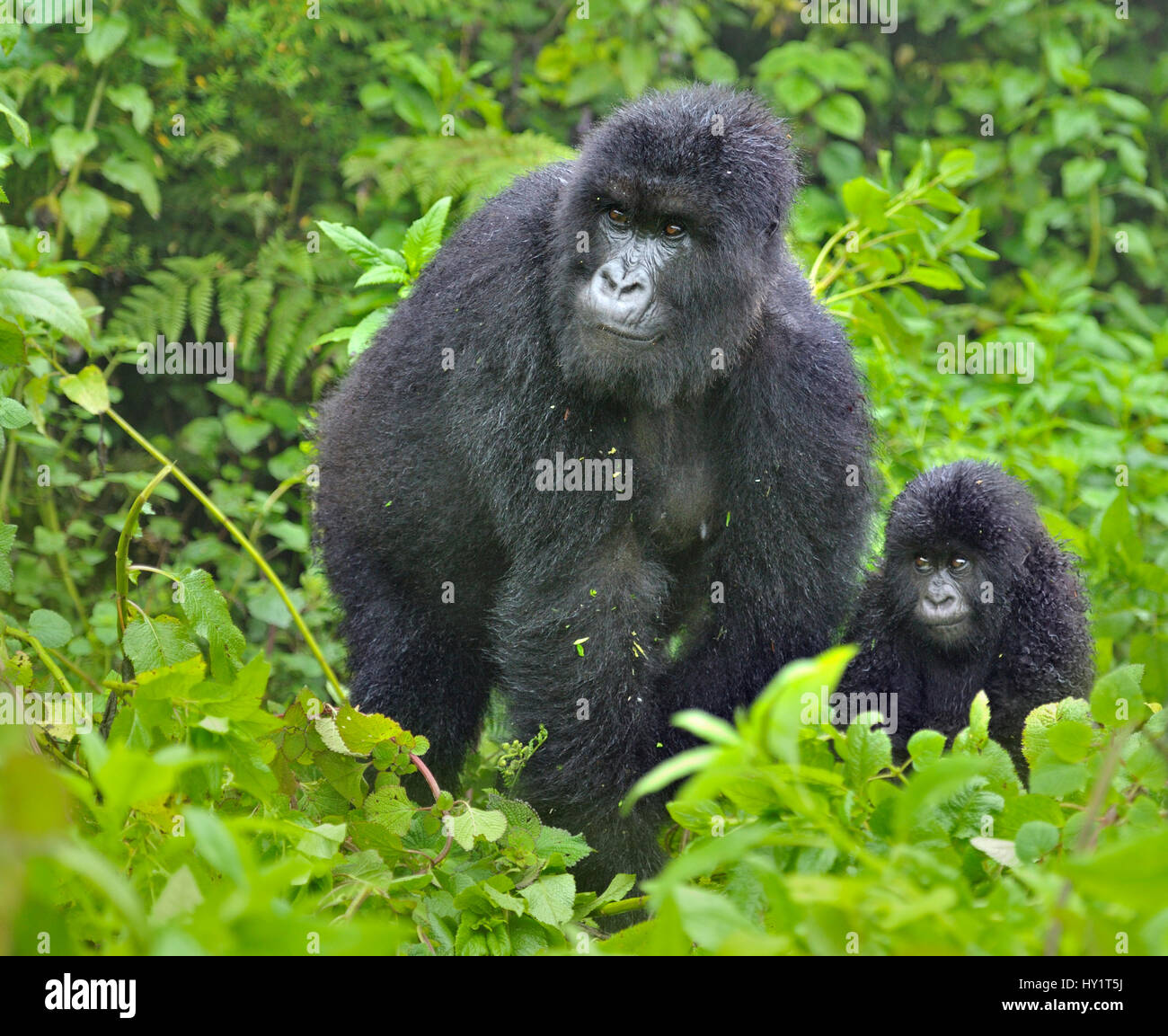 Mountain Gorilla (Gorilla beringei) adult with infant. Rwanda, Africa. Endangered species. Stock Photo