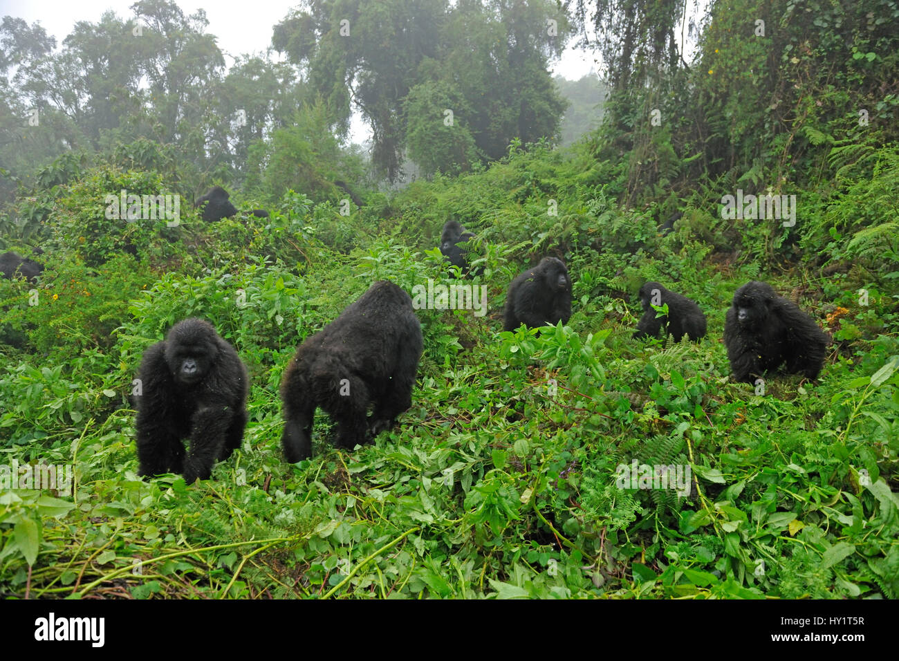 Mountain Gorilla family group (Gorilla beringei) in a forest clearing. Rwanda, Africa, March. Endangered species. Stock Photo