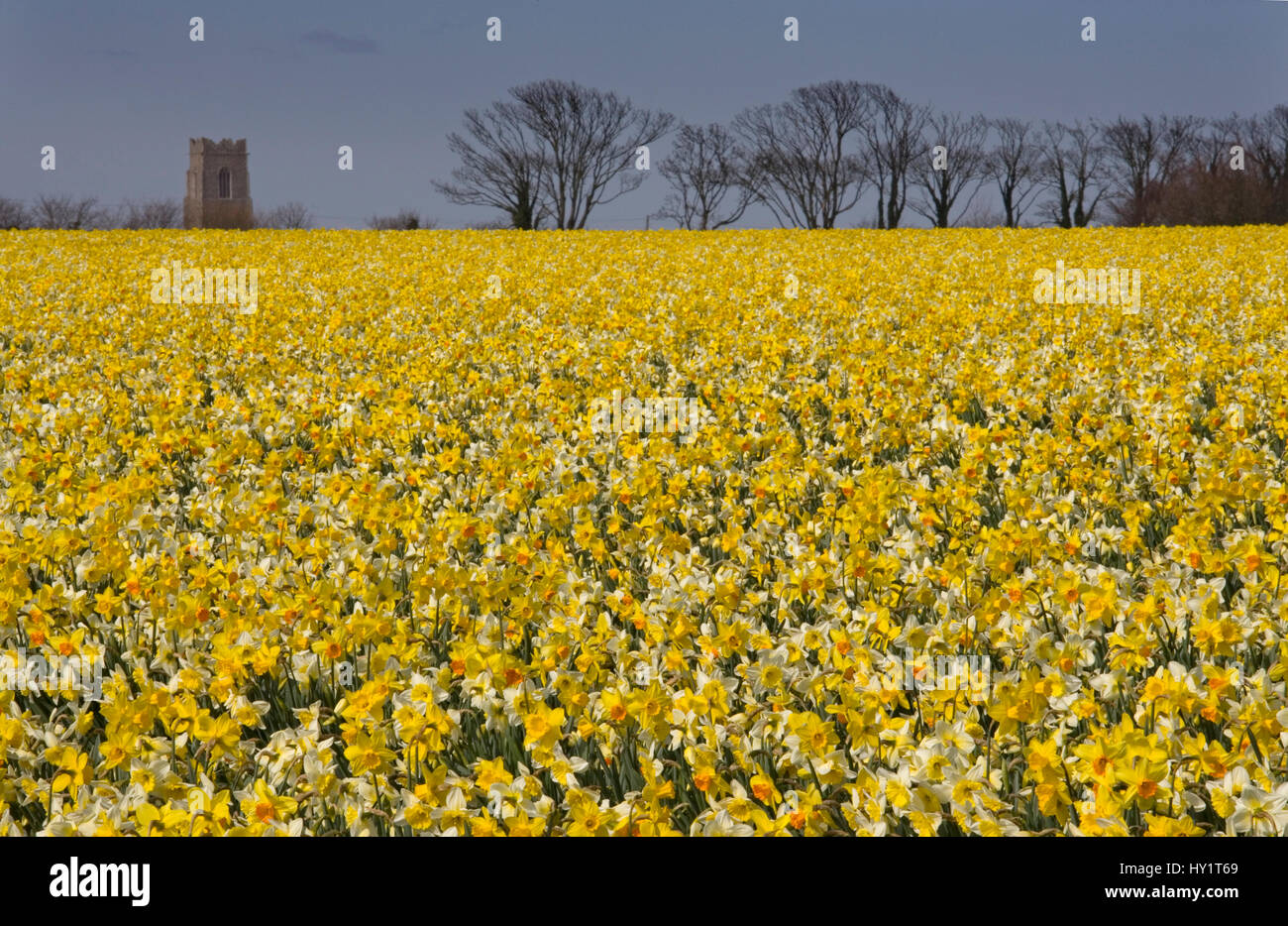 Field of Daffodils (Narcissus sp) grown for the commercial market, Happisburgh, Norfolk, UK, March. Stock Photo