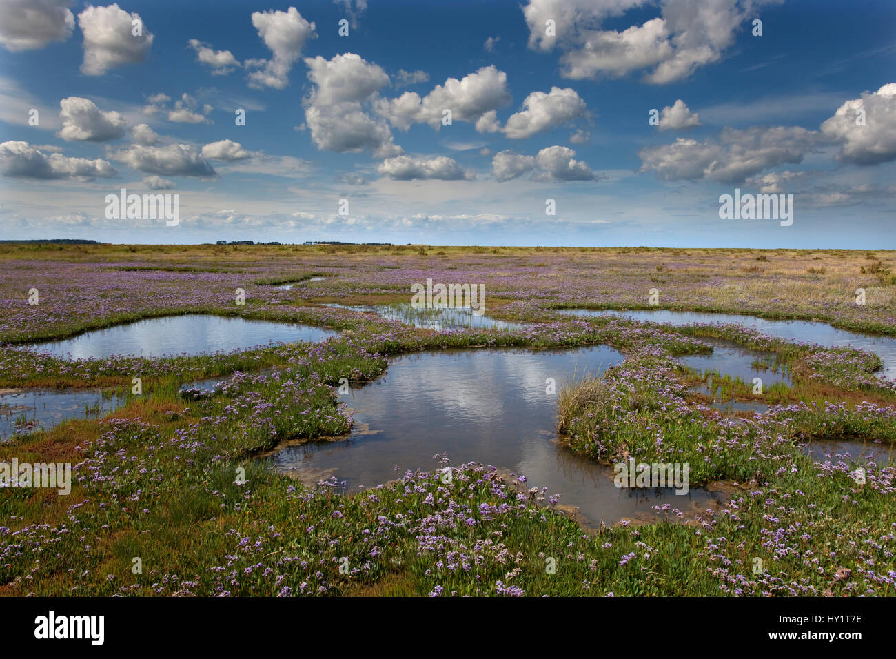 Sea lavender (Limonium vulgare) flowering on Stiffkey Marshes, Norfolk, UK, July. Stock Photo