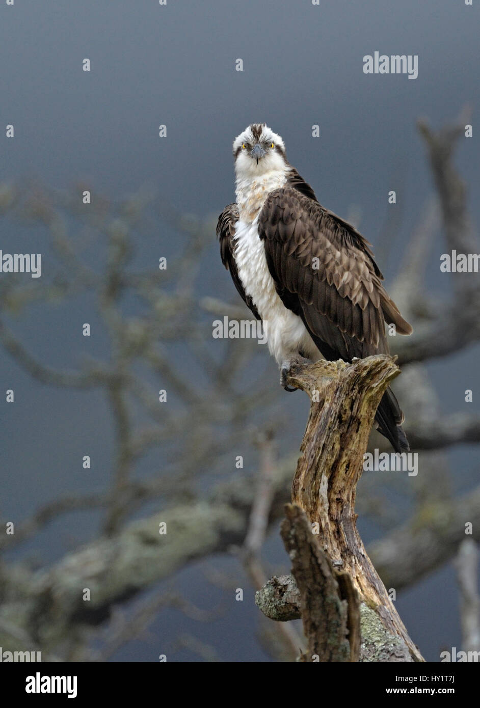 Osprey (Pandion haliaetus) perched on a dead branch. Wales, UK, March. Stock Photo