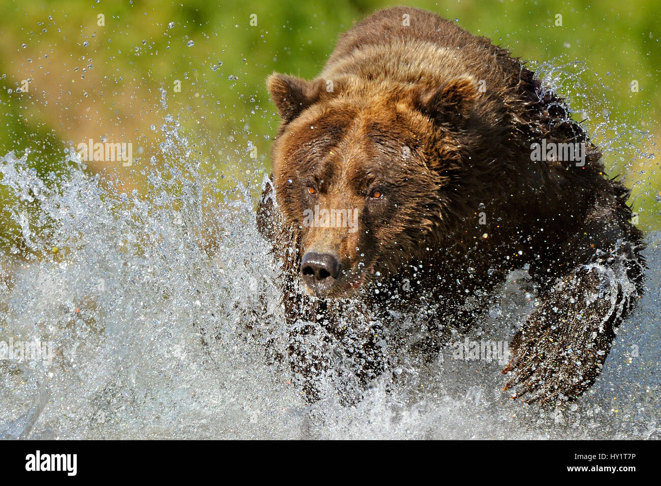 Grizzly Bear (Ursus arctos horribilis) chasing through water after salmon. Katmai, Alaska, USA, September. Stock Photo